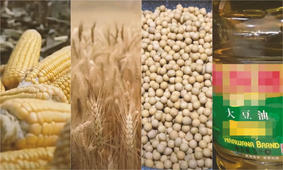 CBOT大豆、玉米、小麦合约技术分析